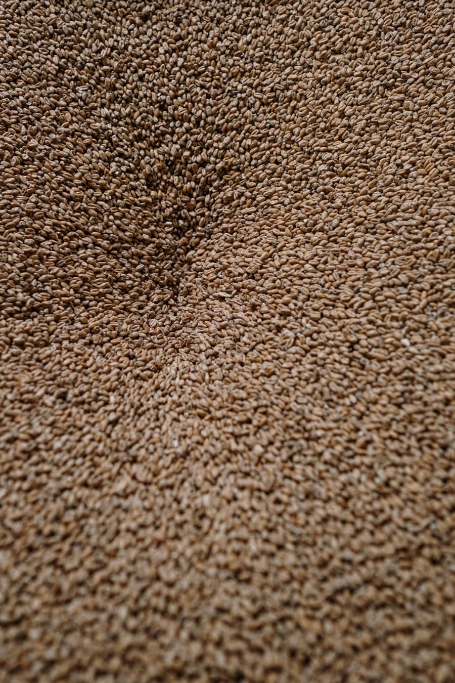 Malted grain, close up
